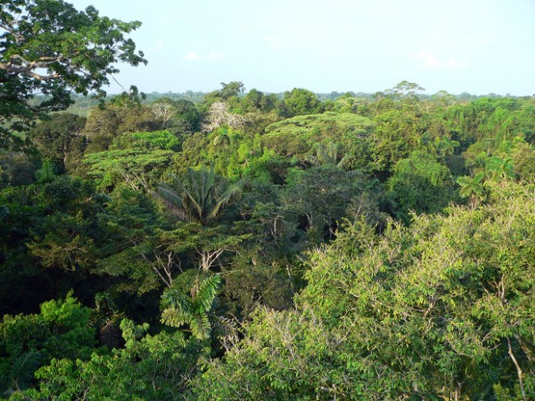 NGO Nuestro Horizonte Verde agus an Amazon Peiriú