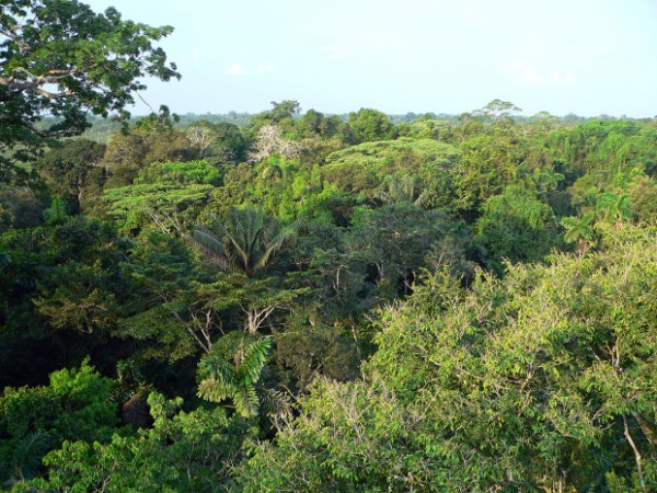 Organizacja pozarządowa Nuestro Horizonte Verde i peruwiańska Amazonia