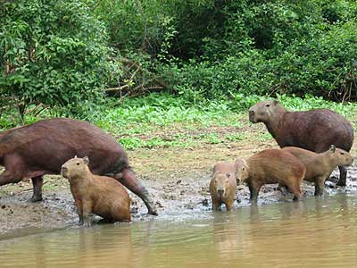 PUERTO MALDONADO, SANDOVAL LAKE LODGE + AYAHUASCA  05 Tage / 04Noches von  $828