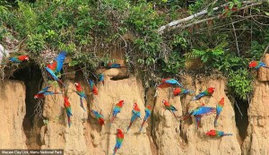 The beautiful parrots in Tambopata