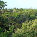 ONG Nuestro Horizonte Verde und den peruanischen Amazonas