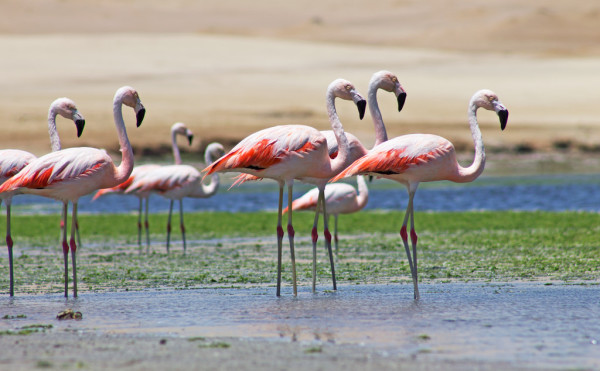 Flamants roses