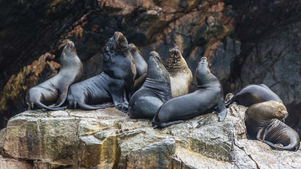 Robben-Insel-Armbrüste-Welt-peru