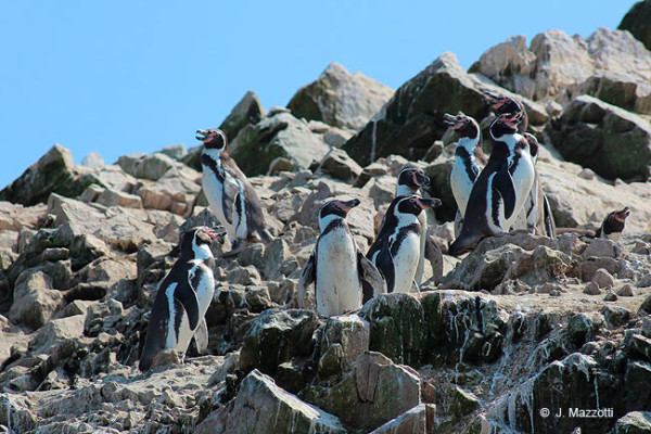 pinguino ballestas