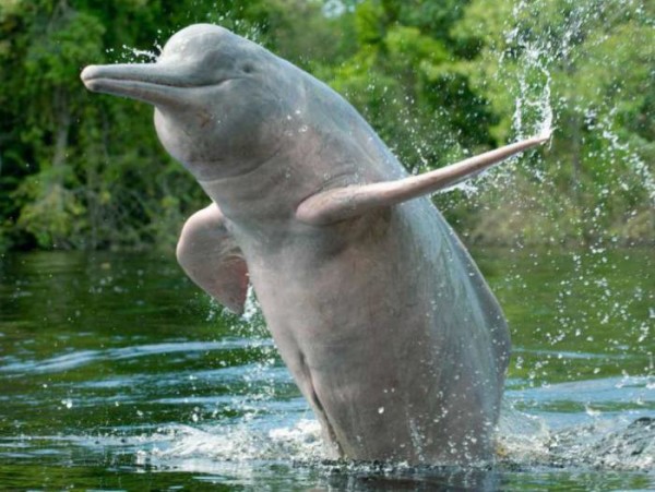 delfin del amazonas