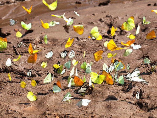 butterfly tambopata