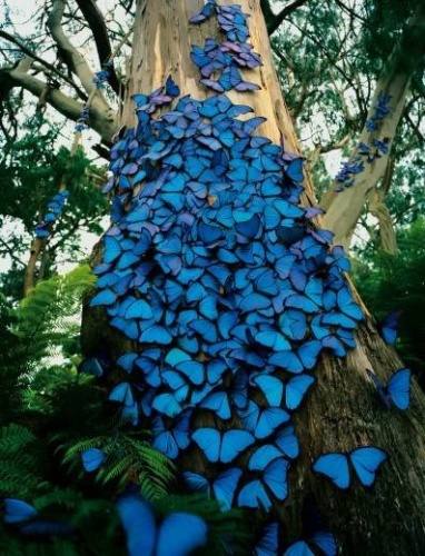 butterflies-blue-de-peru