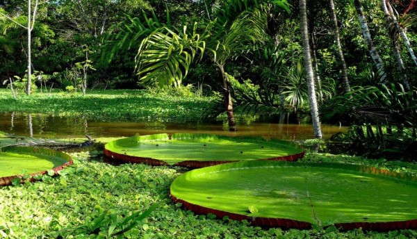 tambopata JARDIN DEL EDEN